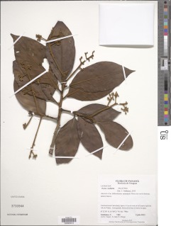 Ocotea mollifolia image