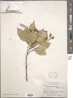 Image of Cinnamomum brenesii