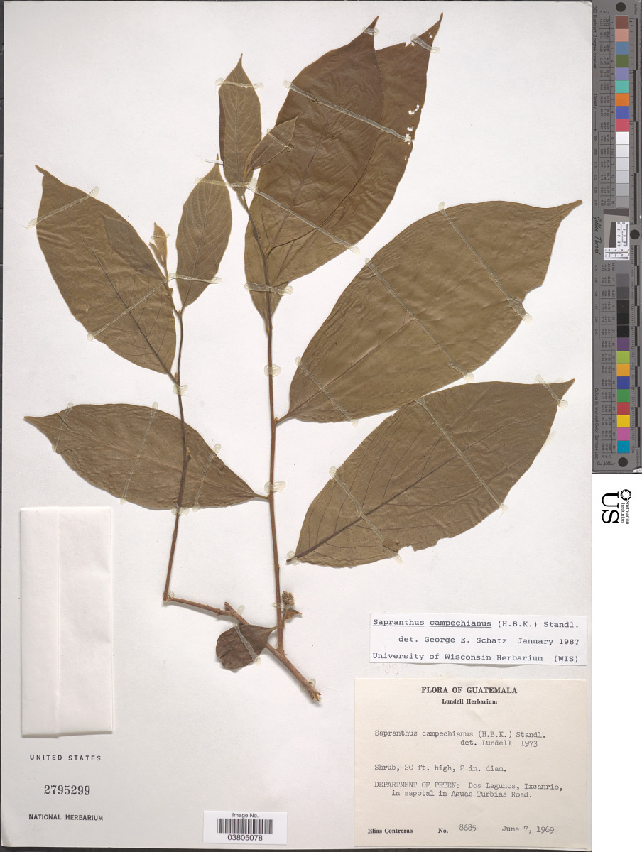 Sapranthus campechianus image