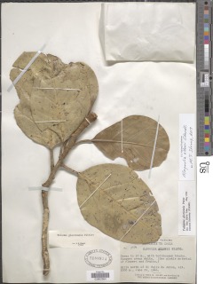 Image of Magnolia allenii