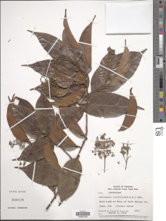 Nectandra latifolia image
