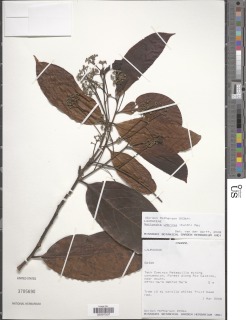 Nectandra umbrosa image