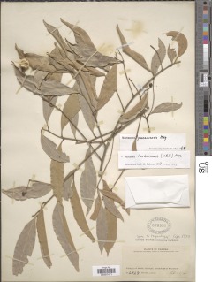 Nectandra turbacensis image