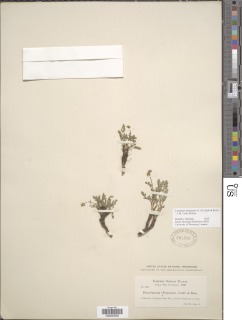 Image of Lomatium oreganum