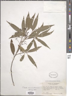 Image of Ocotea acuminatissima