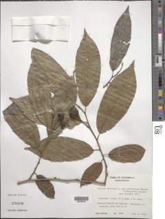 Annona reticulata var. primigenia image