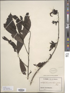 Image of Monodora tenuifolia