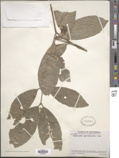 Image of Mollinedia guatemalensis