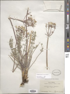 Lomatium parryi image