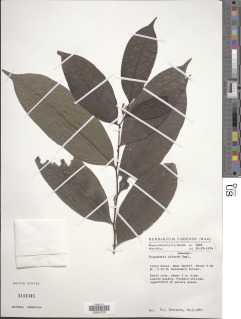 Greenwayodendron gabonicum image