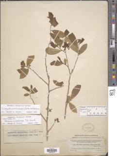 Image of Sapranthus microcarpus