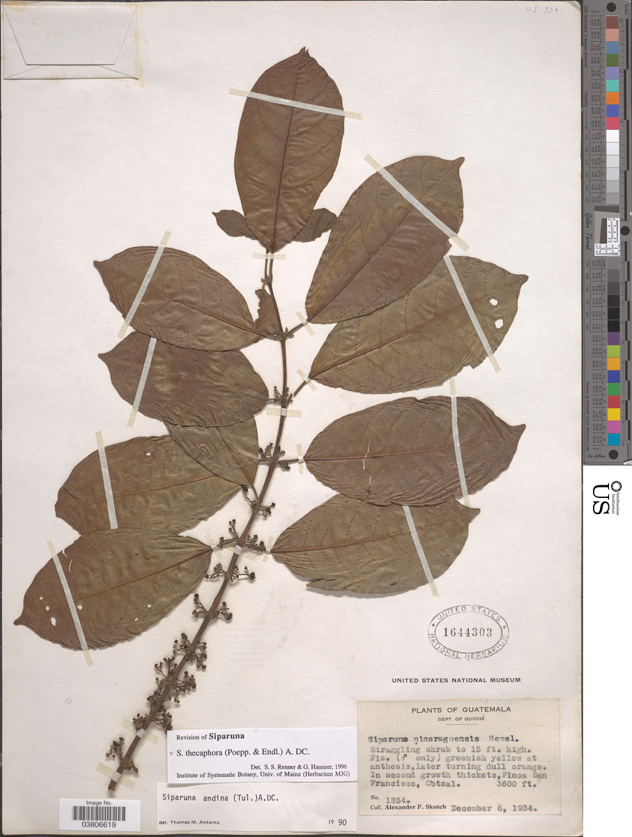 Siparunaceae image