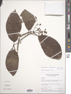 Image of Pleurothyrium golfodulcense