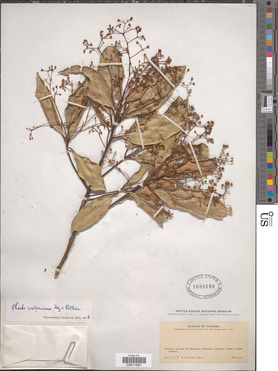 Cinnamomum costaricanum image