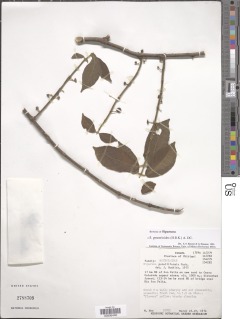 Siparuna gesnerioides image
