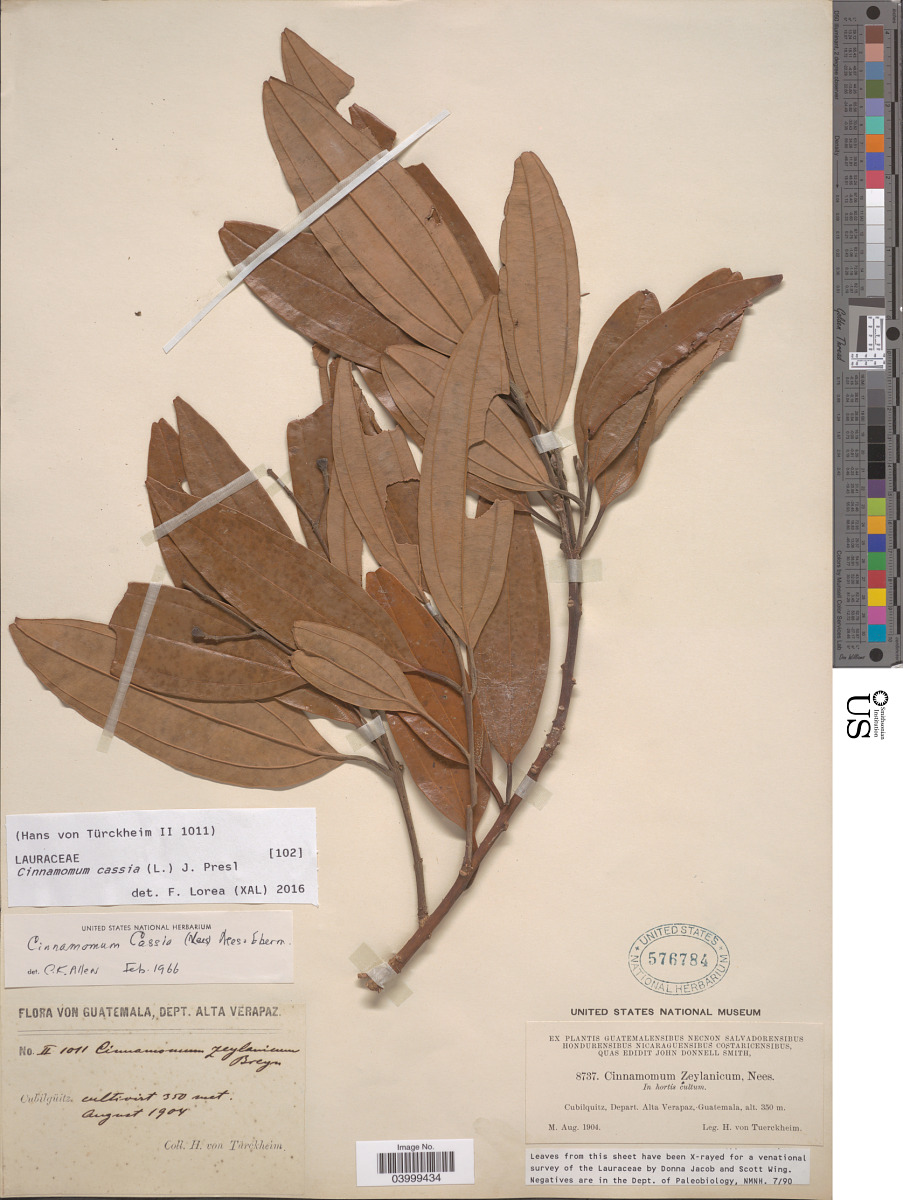 Cinnamomum cassia image