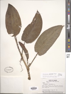 Philodendron immixtum image