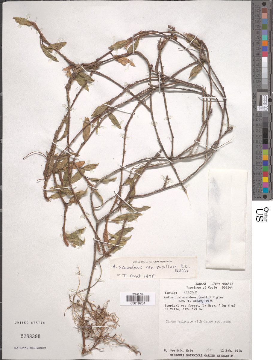 Anthurium scandens subsp. pusillum image