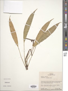 Image of Anthurium sytsmae