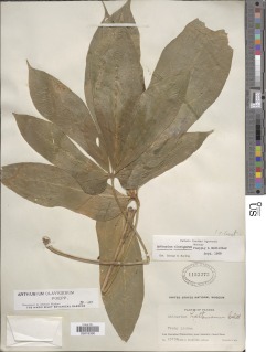 Anthurium clavigerum image