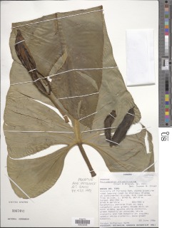 Philodendron straminicaule image