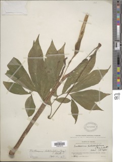 Xanthosoma helleborifolium image