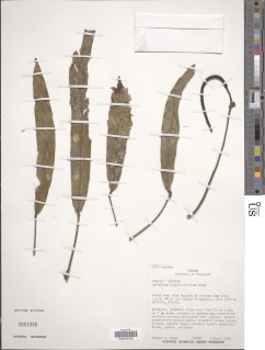 Anthurium longistipitatum image