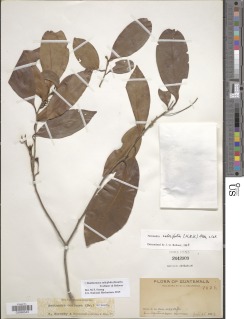 Damburneya salicifolia image