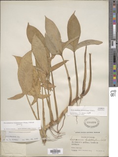 Image of Philodendron anisotomum
