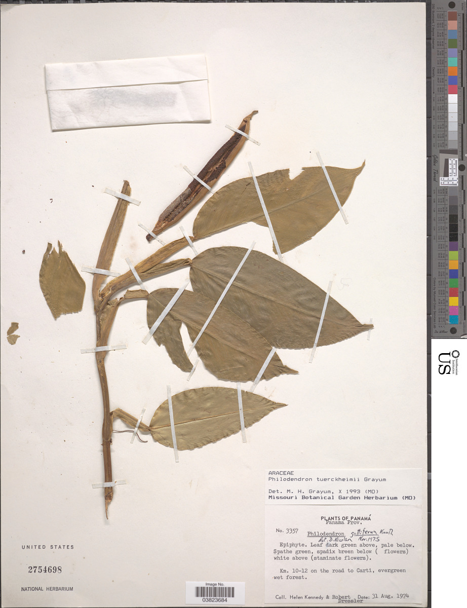 Philodendron tuerckheimii image