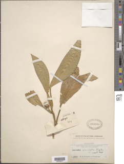 Culcasia striolata image