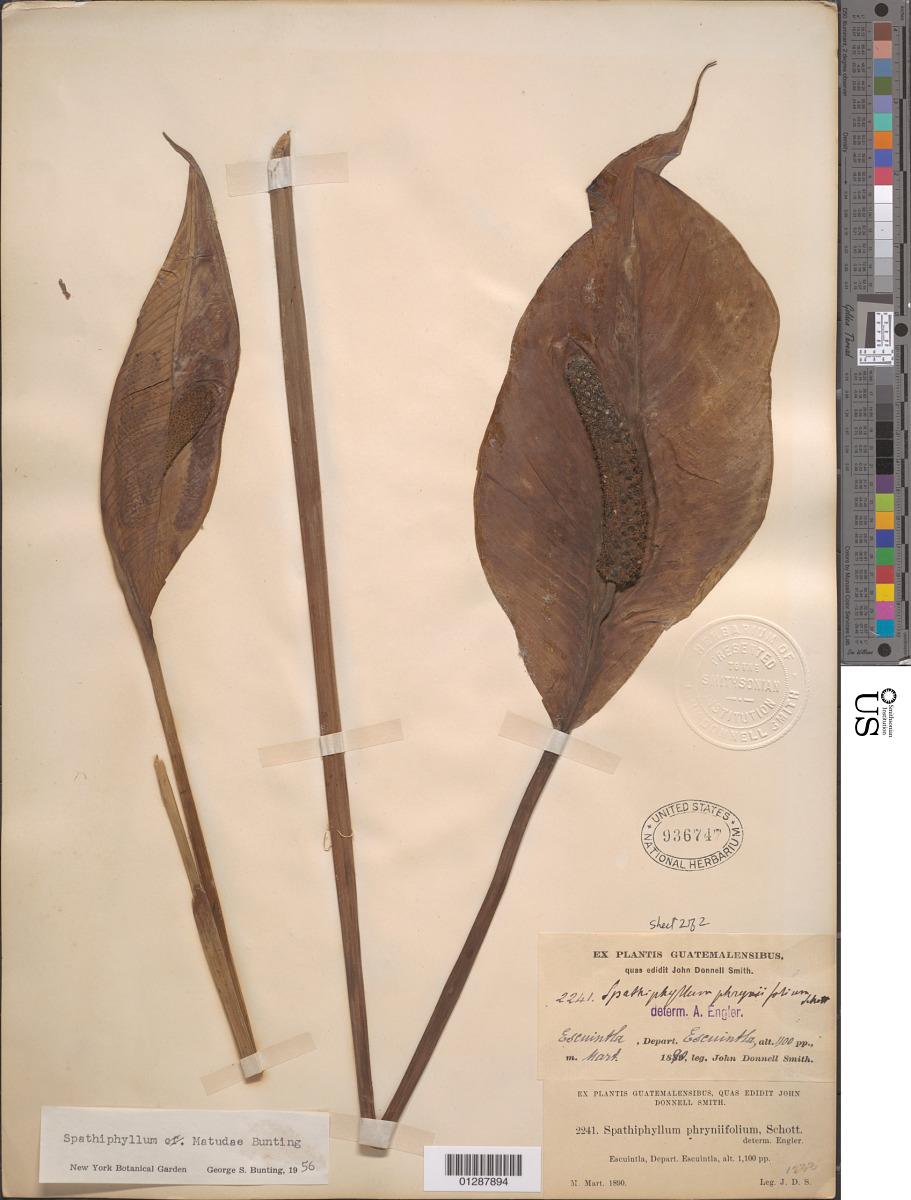 Spathiphyllum matudae image
