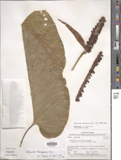Anthurium talamancae image
