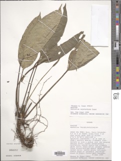 Anthurium oxystachyum image