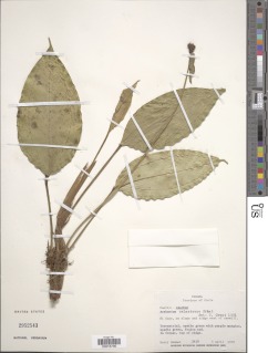 Anthurium melastomatis image