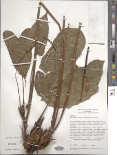Image of Anthurium lucens