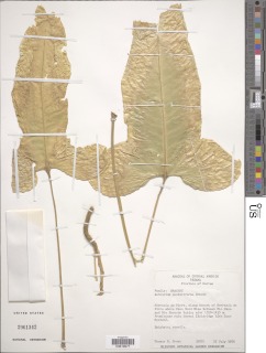 Anthurium panduriforme image