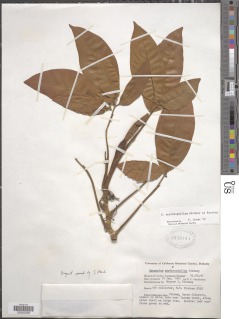 Image of Syngonium erythrophyllum