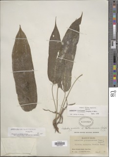 Anthurium clavigerum image