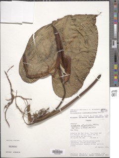 Image of Philodendron platypetiolatum