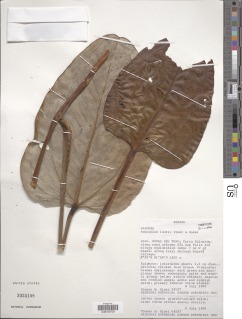 Anthurium lentii image