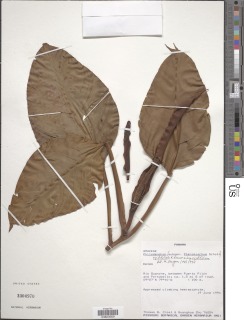 Philodendron rigidifolium image