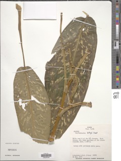 Dieffenbachia killipii image