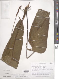 Anthurium talamancae image