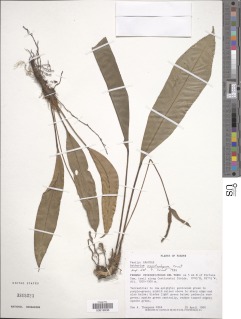Image of Anthurium oxystachyum