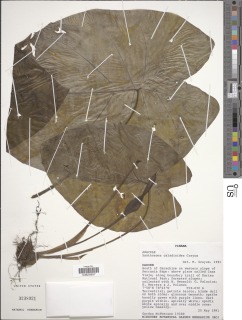 Xanthosoma caladioides image