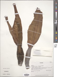 Xanthosoma nigrum image