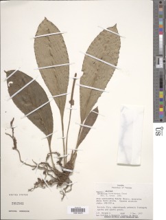 Anthurium tacarcunense image
