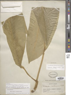 Philodendron rhodoaxis image