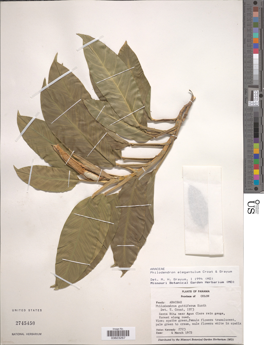Philodendron elegantulum image